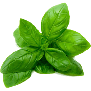 Spinach PNG-79132